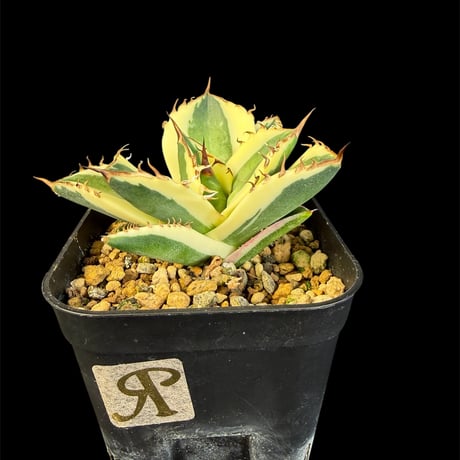 アガベスナグルトゥース | STORES