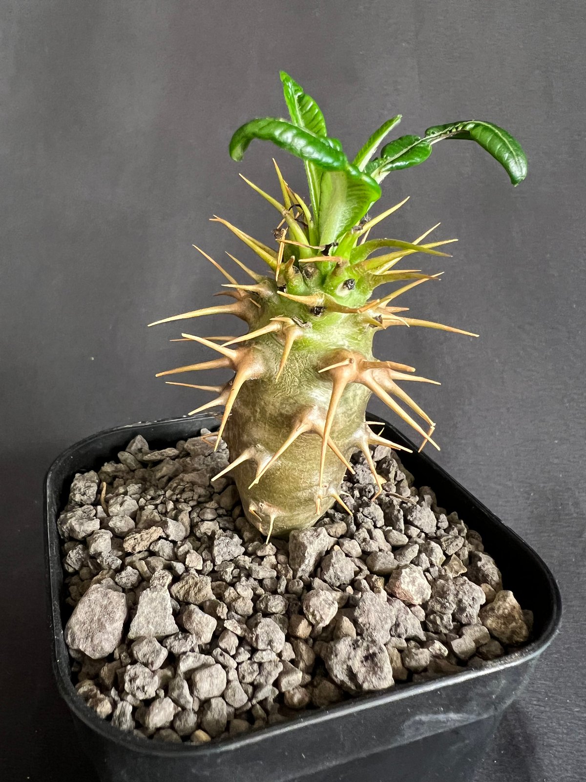 パキポディウム・アンボンゲンセ実生 | HANDS PLANTS