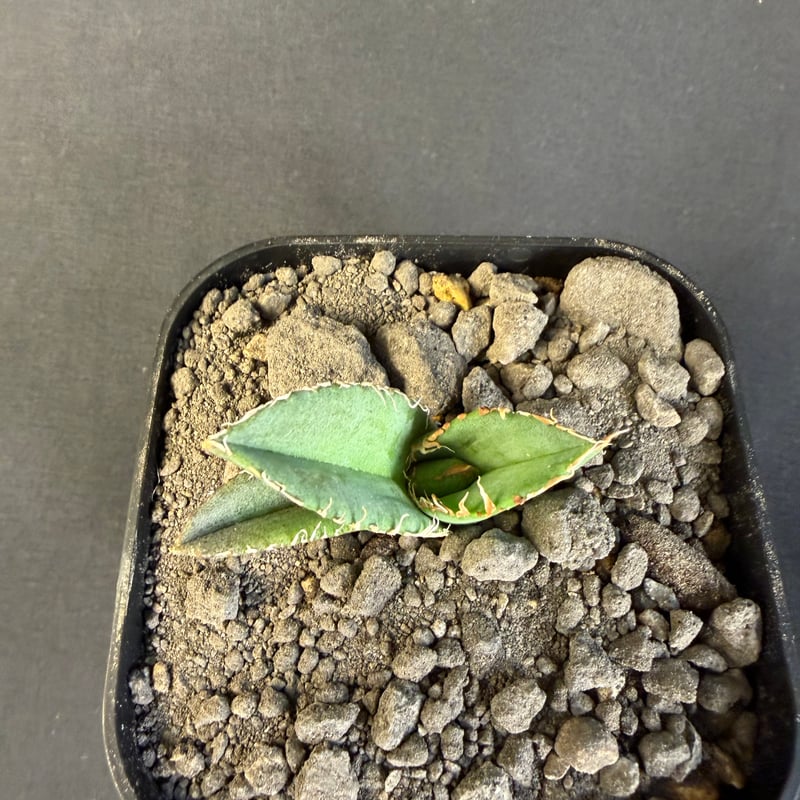 アガベ チタノタ 麻花龍（まかりゅう) 9 | HANDS PLANTS