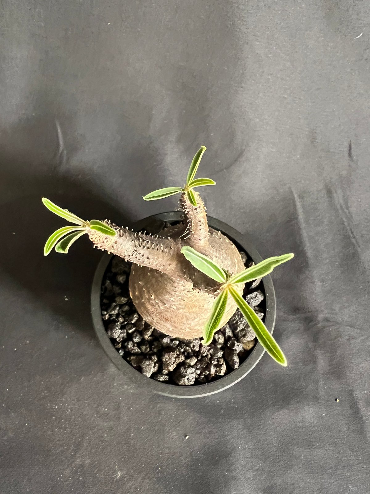 パキポディウムグラキリス 発根済み 11 | HANDS PLANTS