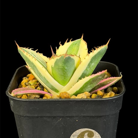 アガベスナグルトゥース | STORES