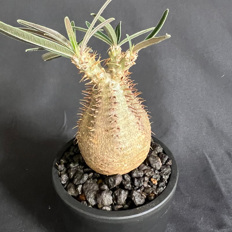 パキポディウムグラキリス 発根済み 14 | HANDS PLANTS