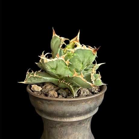 チタノタ蟹 | STORES