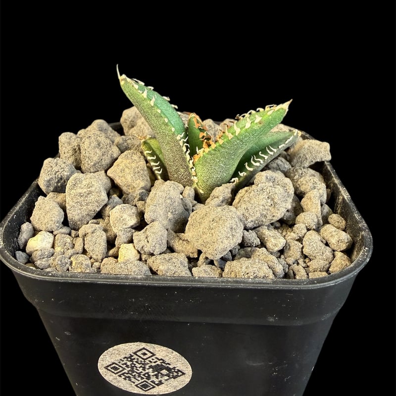 アガベ チタノタ 金蟾（きんせん）子株 ⅵ | HANDS PLANTS