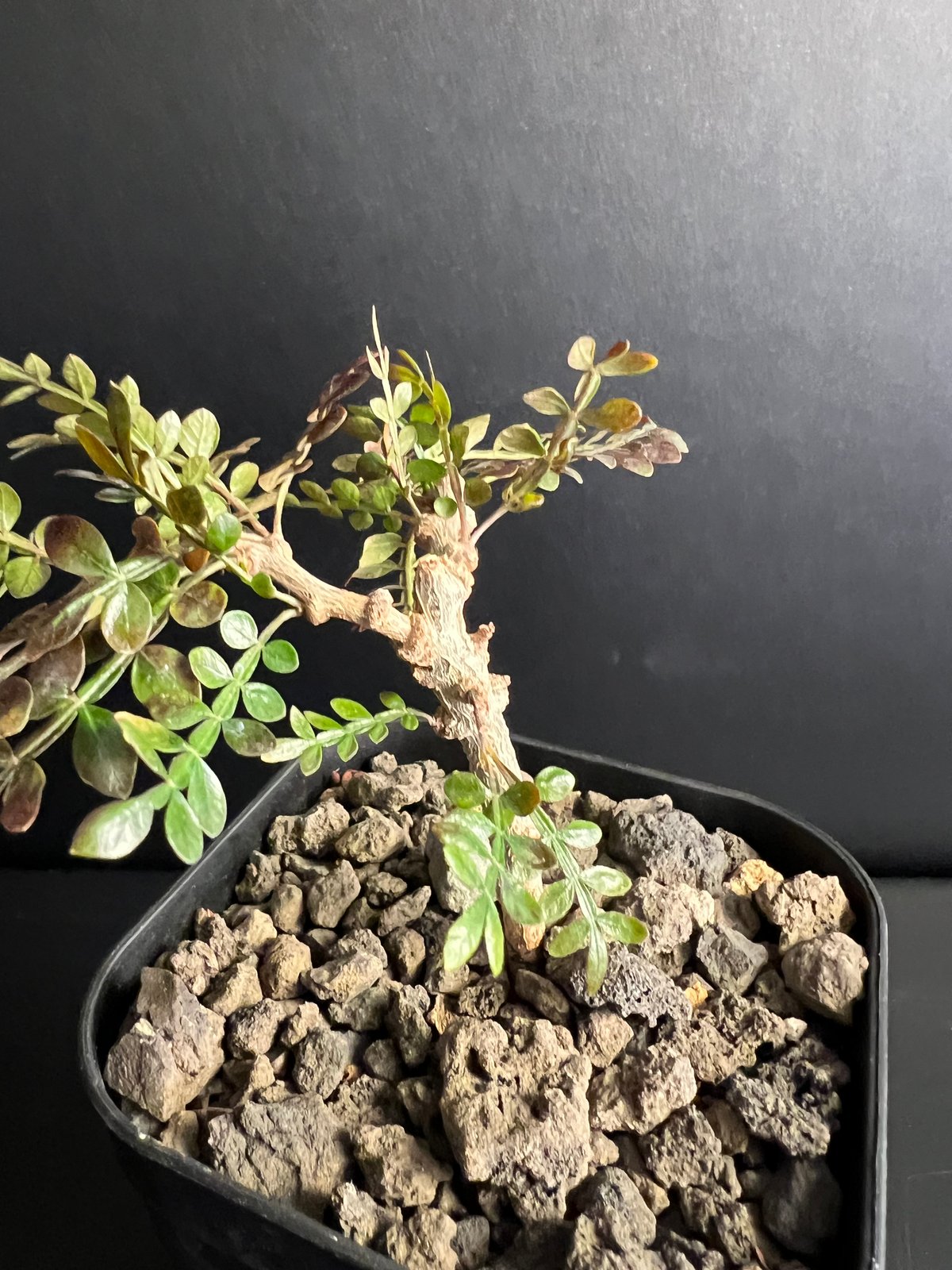 オペルクリカリア パキプス 実生株 J | HANDS PLANTS