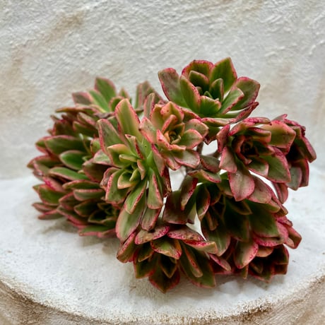 アエオニウム | STORES