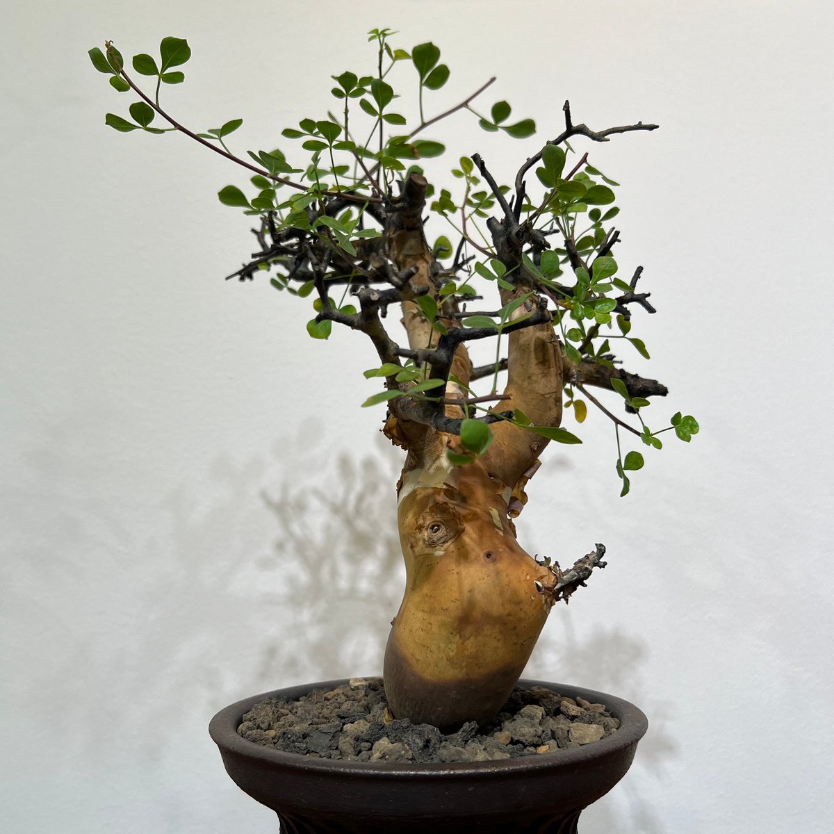 コミフォラ カタフ ピュア | MEGASHEEP