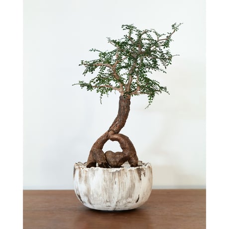 オペルクリカリアパキプス | STORES