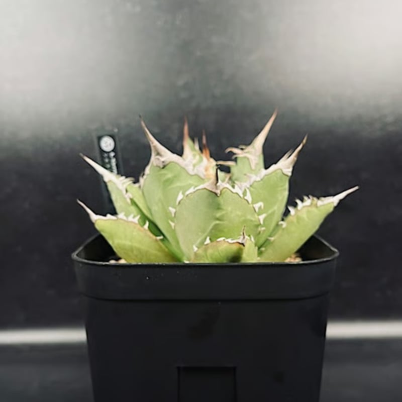 アガベ チタノタ シエラミクスティカ 「Agave FO-076 Sierra Mixteca