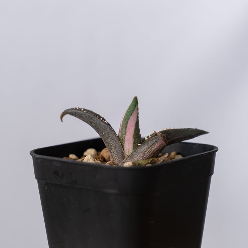 アガベ チタノタ 狼人 白中斑 Agave titanota Werewolf 多肉植物 珍