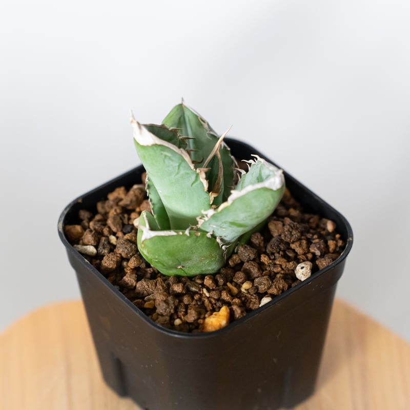 アガベ チタノタ 大白鯊 ホオジロザメ TC株 Agave titanota great w