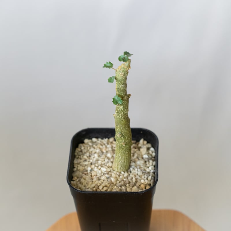 ドルステニア ジプソフィラ 実生 Dorstenia gypsophila 塊根植物 多肉