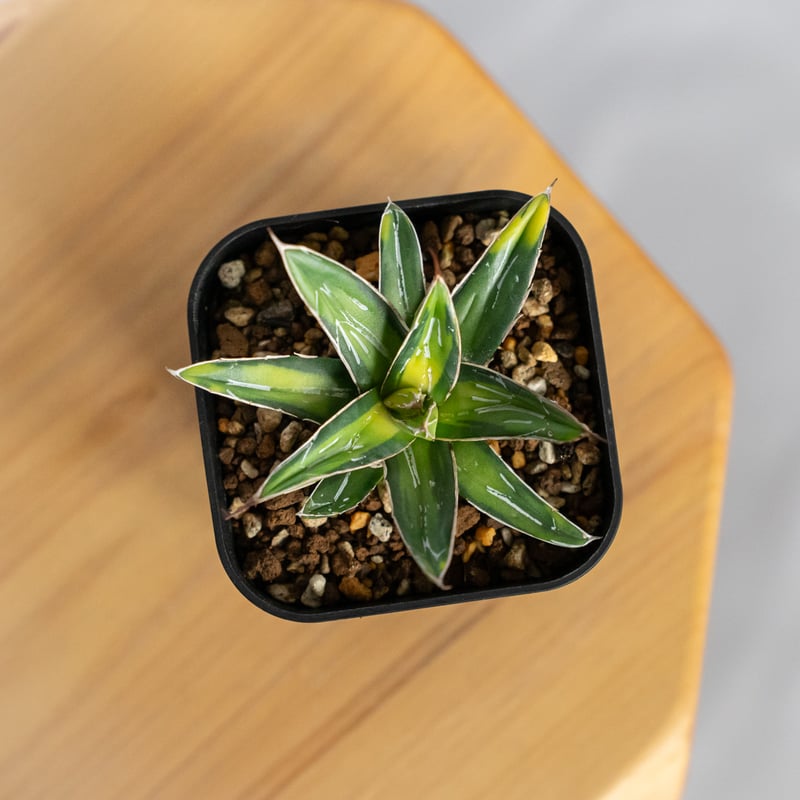 アガベ 笹の雪 サンキング OC株 Agave victoriae-reginae varie