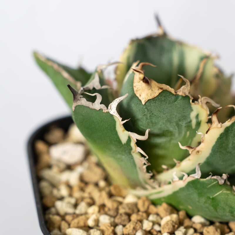 アガベ チタノタ 白鯨 白覆輪 白鯨錦 TC株 Agave titanota White Wh