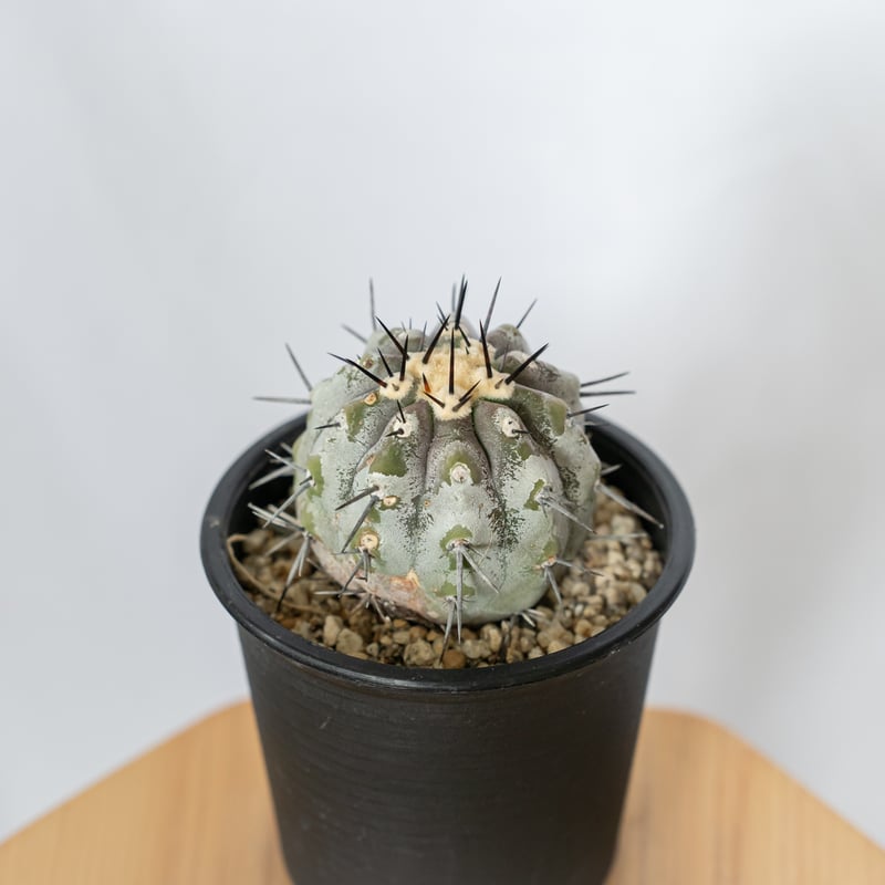 コピアポア 黒王丸 実生 Copiapoa cinerea サボテン 多肉植物 珍奇植物