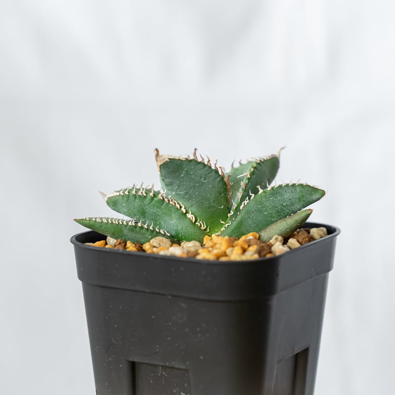 アガベ チタノタ 悪魔くん【発根管理中】TC株 Agave titanota 多肉植物