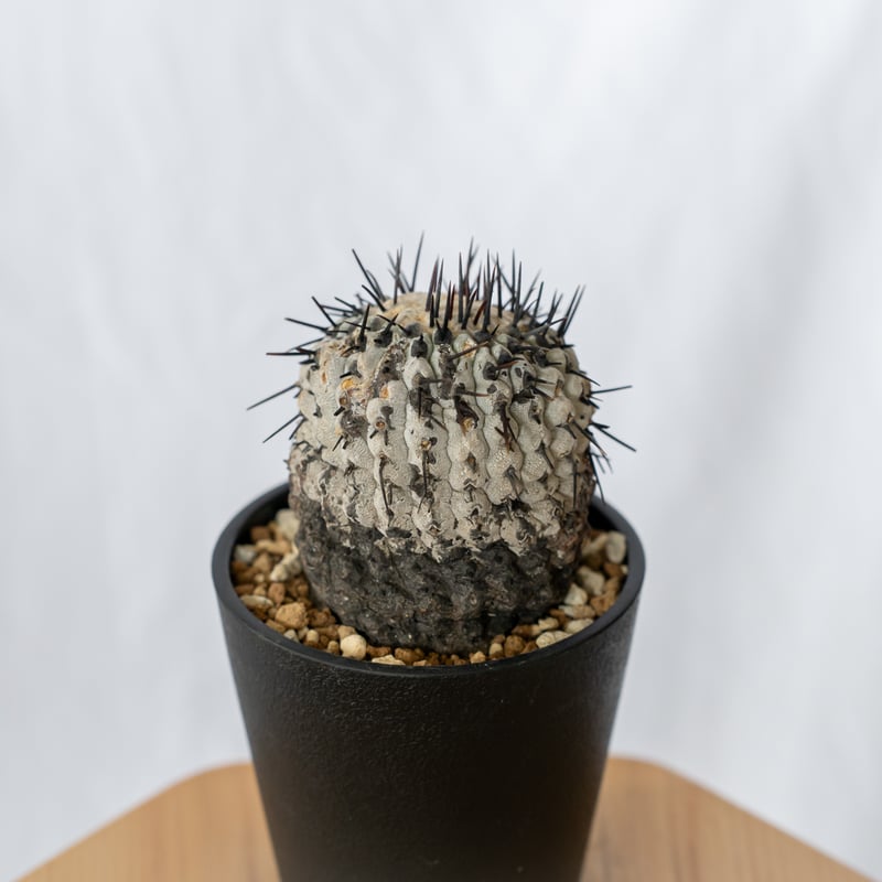 コピアポア 黒王丸 現地株Copiapoa cinerea サボテン 多肉植物 珍奇