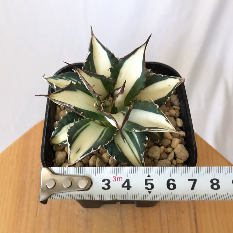 アガベ チタノタ 太陽神 白中斑 極上株 美株【発根管理中】TC株 Agave