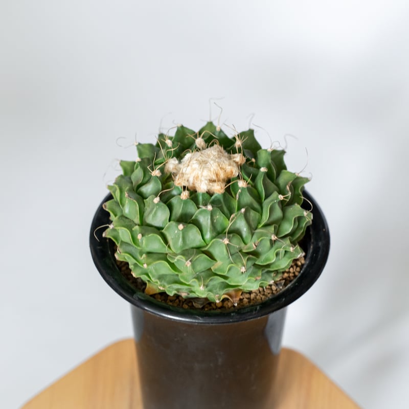 オブレゴニア デニグリー 帝冠 美株 Obregonia denegrii サボテン 多肉