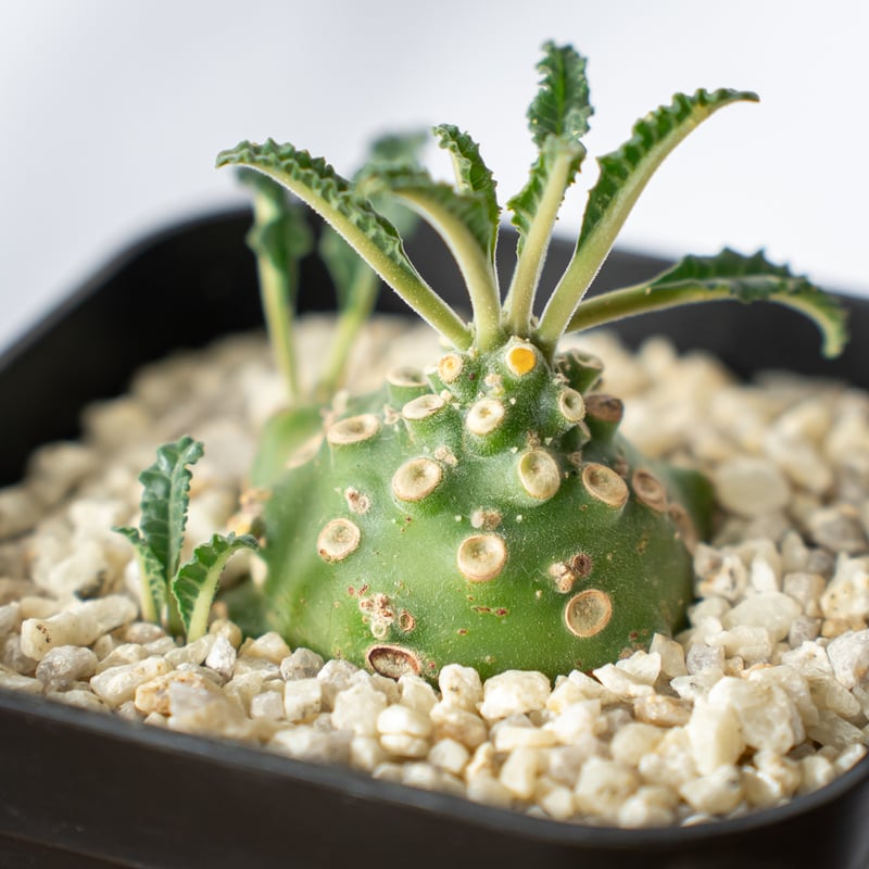 ドルステニア ラブラニー Dorstenia Dorstenia lavrani 塊根植物 多