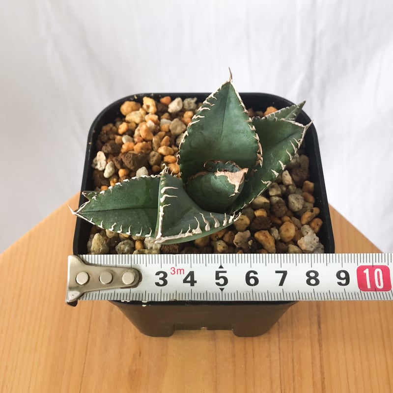 アガベ チタノタ 悪魔くん【発根管理中】TC株 Agave titanota 多肉植物
