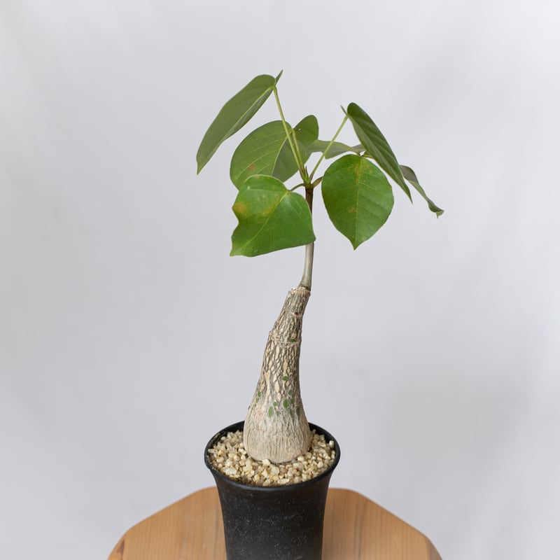 プセウドボンバックス エリプティクム pseudobombax ellipticum 塊根