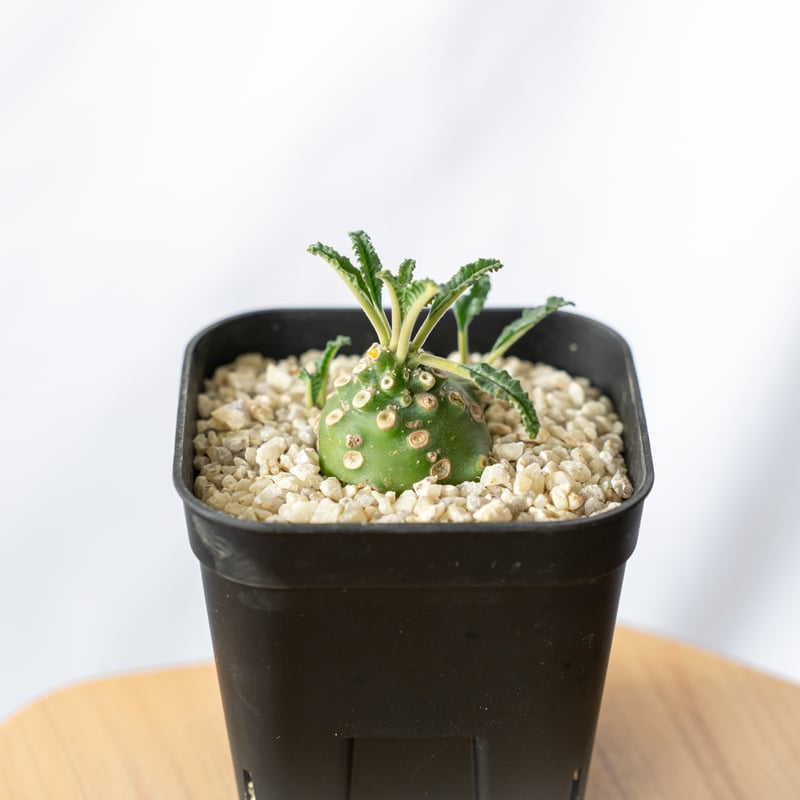 ドルステニア ラブラニー Dorstenia Dorstenia lavrani 塊根植物 多