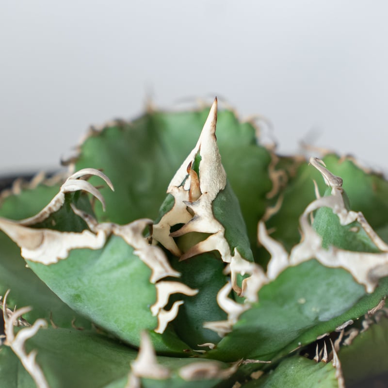 アガベ チタノタ 白豪刺【発根管理中】 Agave titanota TC株 多肉植物