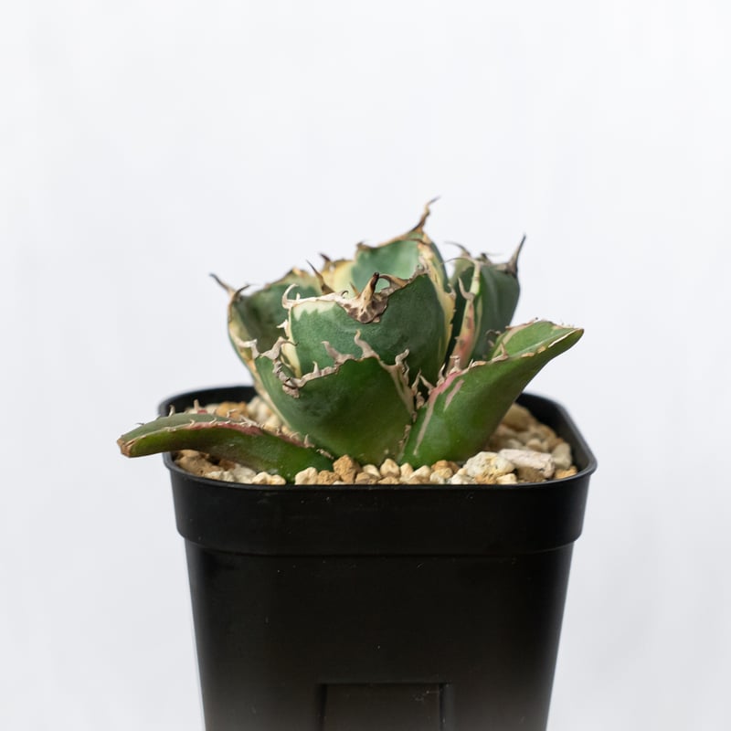 アガベ チタノタ 白鯨 白覆輪 白鯨錦 TC株 Agave titanota White Wh