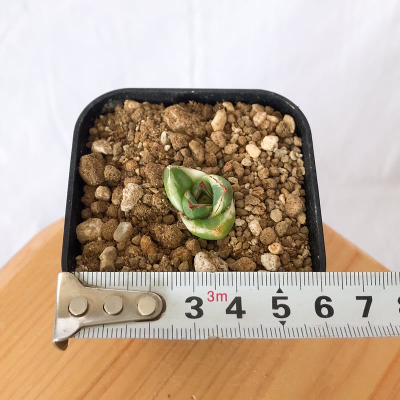 アガベ ピンキー【発根管理中】TC株 Agave Pinky 多肉植物 珍奇植物