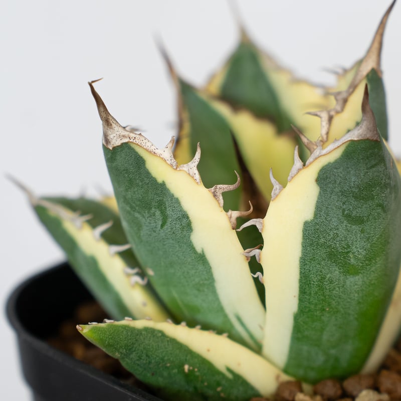 アガベ チタノタ スナグルトゥース OC株 美株 Agave titanota Snaggle