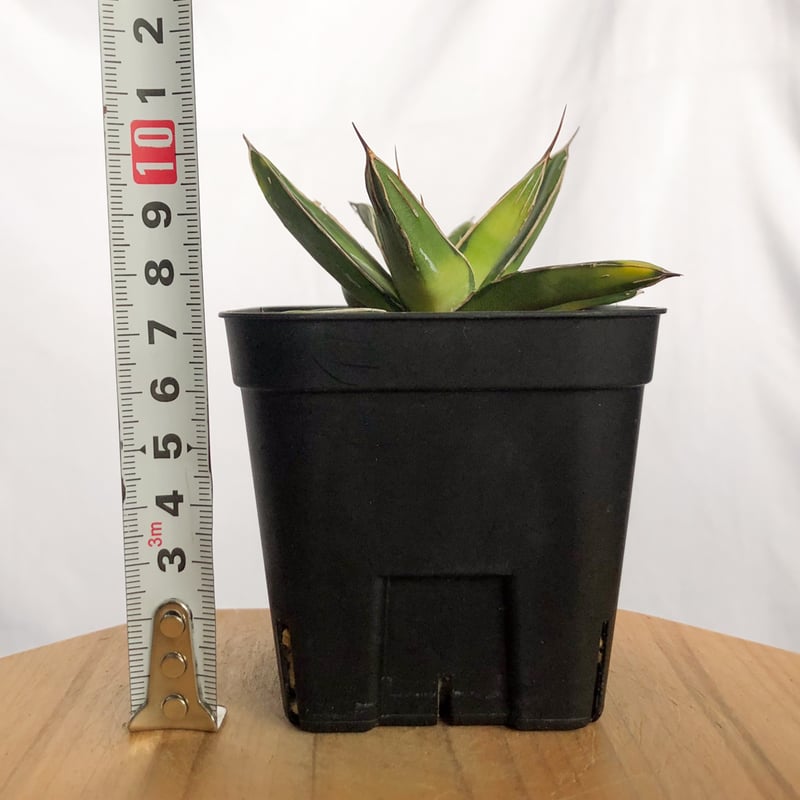 アガベ 笹の雪 サンキング OC株 Agave victoriae-reginae varie