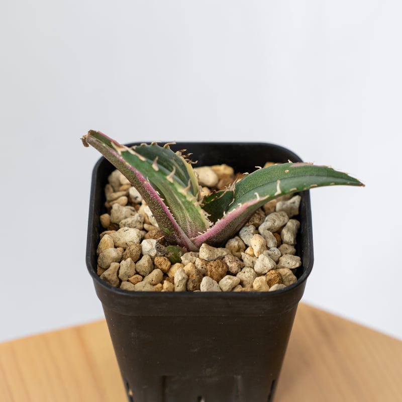 アガベ チタノタ 白鯨 白鯨錦 白覆輪 TC株 Agave titanota White Wh