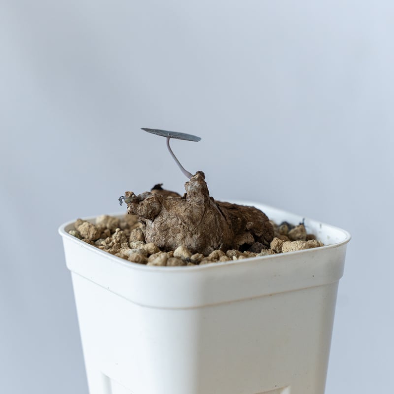 ステファニアカーウィーサキー Stephania Kaweesakii .sp Nova 塊