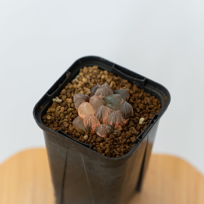 ハオルチア ブラックオブツーサ錦 Haworthia obtusa Black 多肉植物