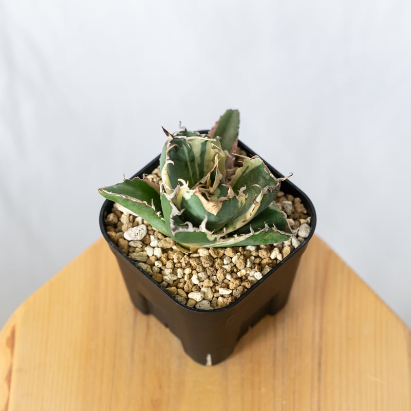 アガベ チタノタ 白鯨 白覆輪 白鯨錦 TC株 Agave titanota White Wh