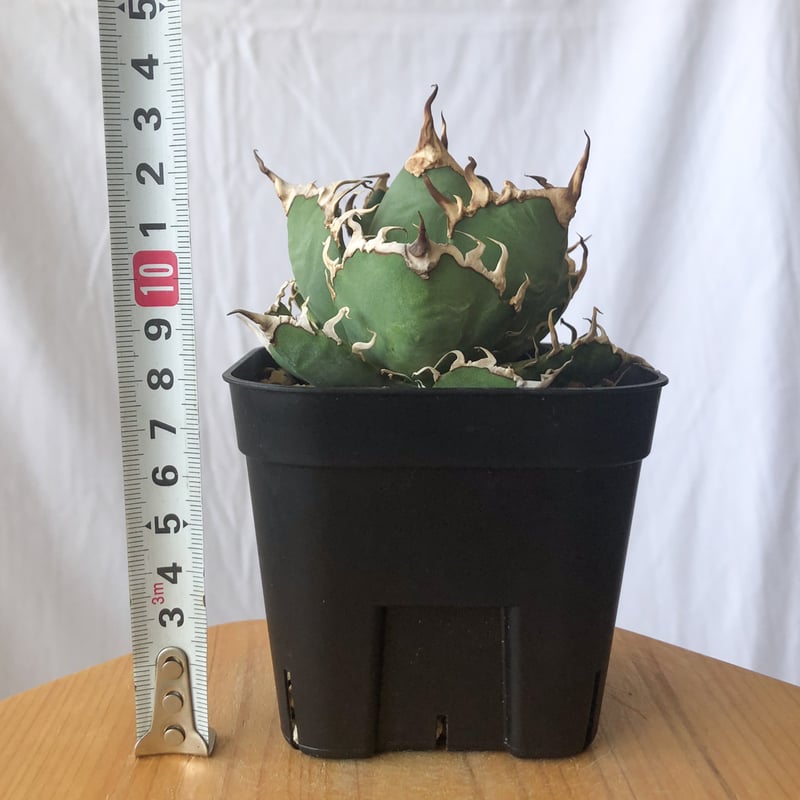 アガベ チタノタ シーザー OC株 Agave titanota Caesar 多肉植物 珍奇