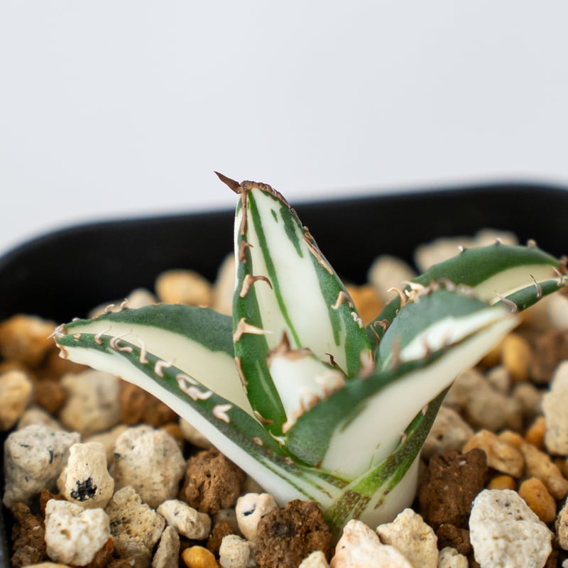 アガベ チタノタ 太陽神 白中斑 TC株 Agave titanota Sun God 多肉植