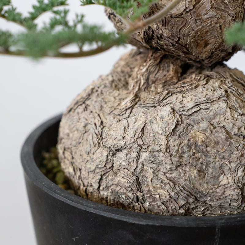 ペラルゴニウム トリステ 大株 美株 Pelargonium triste 多肉植物 珍奇