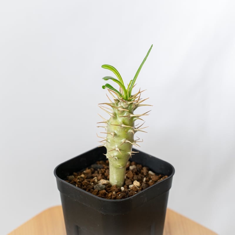 パキポディウム アンボンゲンセ 実生 Pachypodium ambongense. 塊根植物