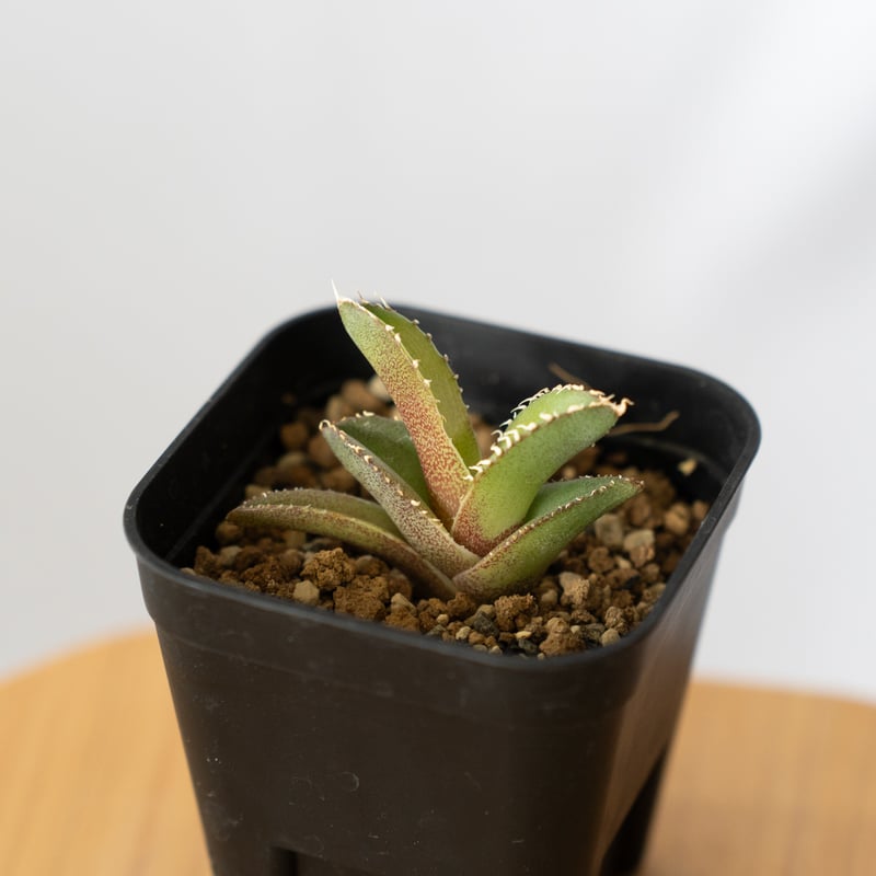 アガベ チタノタ 白豪刺【発根管理中】 Agave titanota TC株 多肉植物