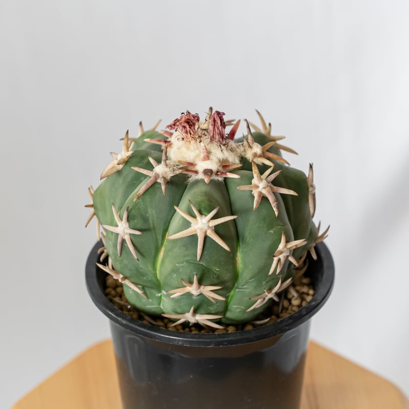 エキノカクタス 白棘翠平丸 接ぎおろし Echinocactus horizonthaloni