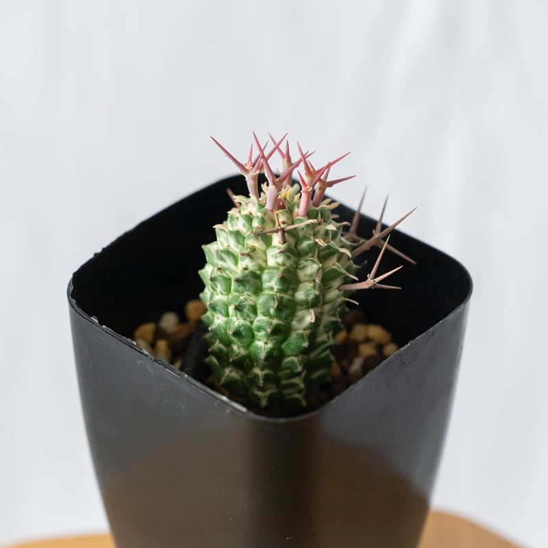 ユーフォルビア 群星冠錦 カキコ Euphorbia stellispina f. varie