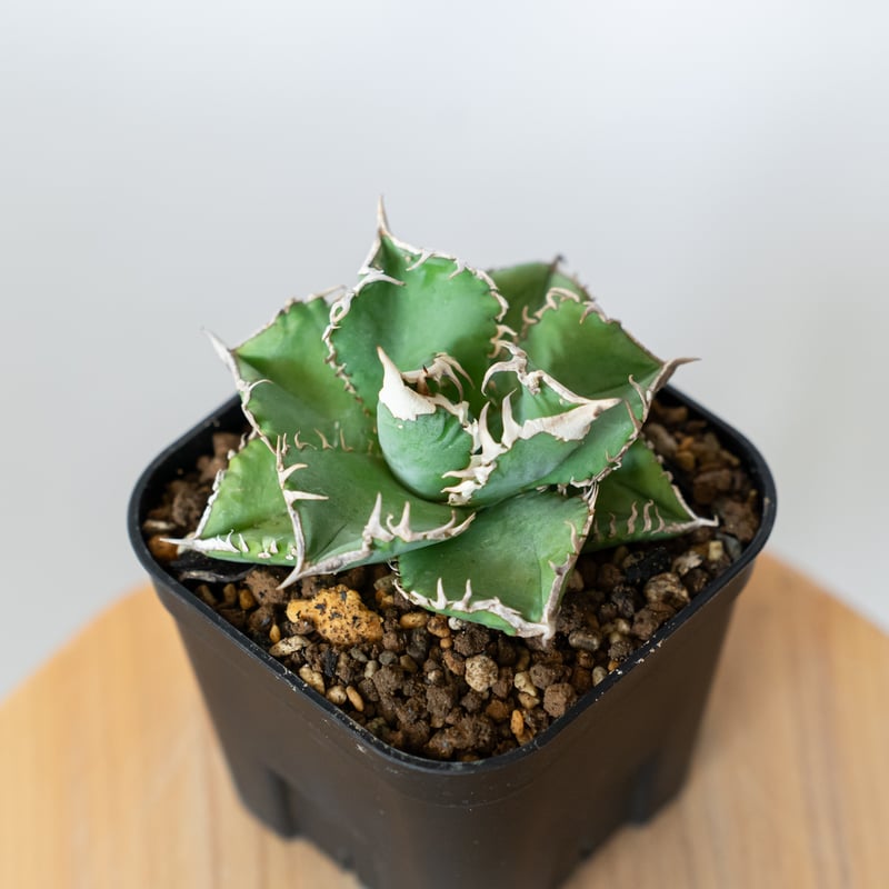 アガベ チタノタ 白豪刺【発根管理中】 Agave titanota TC株 多肉植物