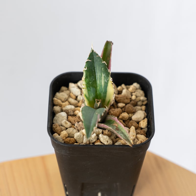 アガベ チタノタ 白鯨 白鯨錦 白覆輪 TC株 Agave titanota White Wh