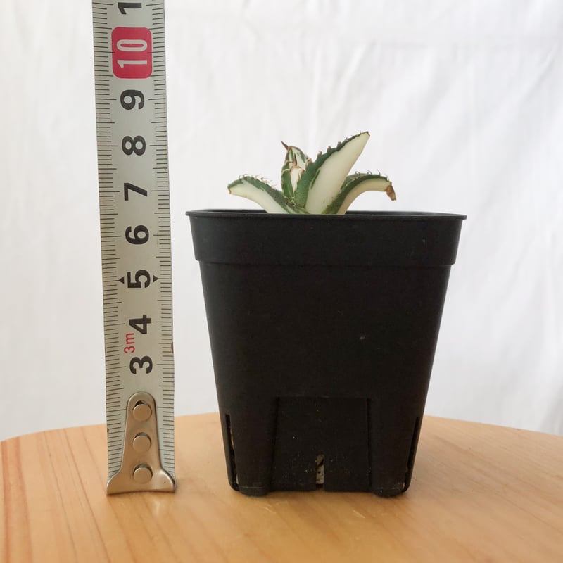 アガベ チタノタ 太陽神 白中斑 TC株 Agave titanota Sun God 多肉植