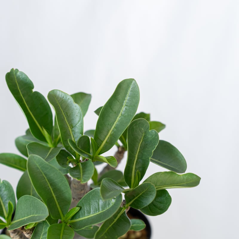 アデニウム アラビカム ブラックスキン 美株 Adenium Arabicum Black S