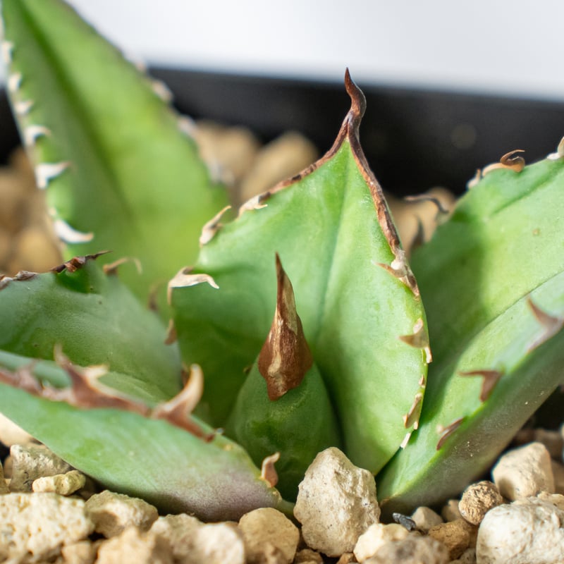 アガベ チタノタ 白犀牛 シロサイ TC株 Agave titanota White Rhin