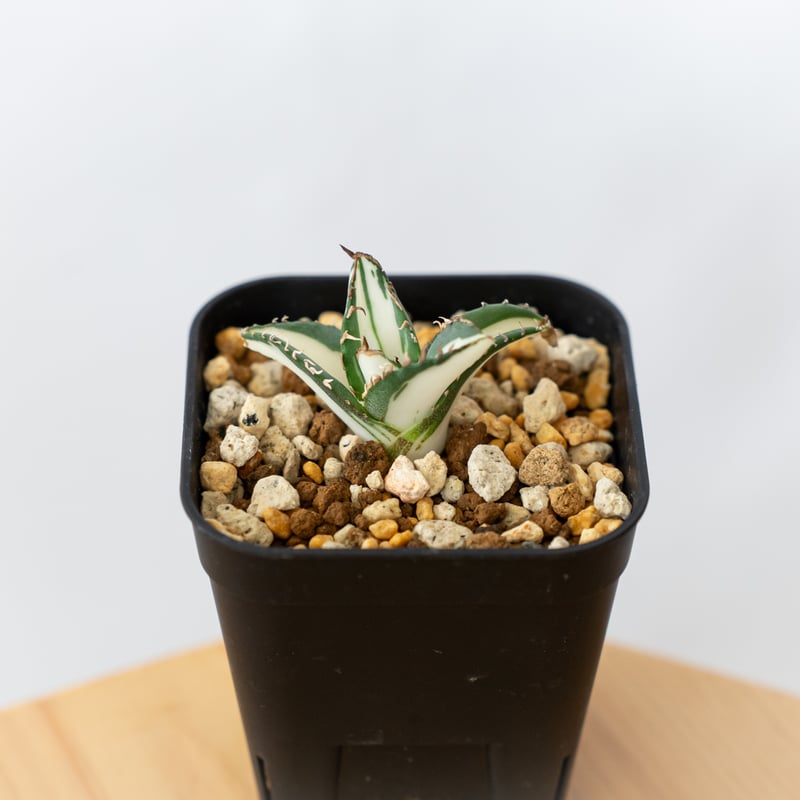 アガベ チタノタ 太陽神 白中斑 TC株 Agave titanota Sun God 多肉植