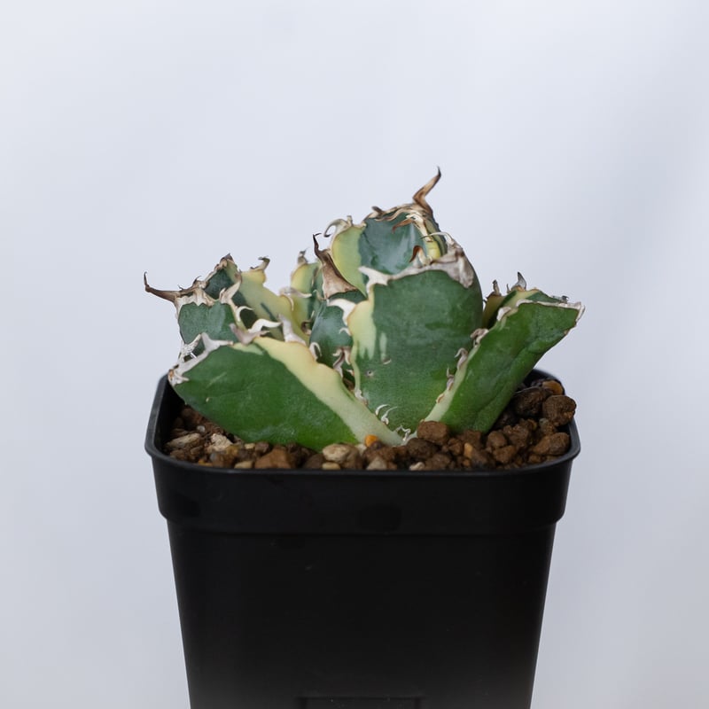 アガベ チタノタ 白鯨 白鯨錦 白覆輪 TC株 Agave titanota White W